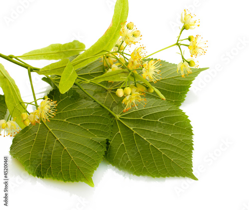 Photo: Branch of linden flowers isolated on white Branch of linden flowers isolated on white