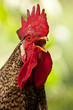 Cock a doodle do