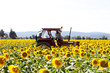 Field with sunflowers