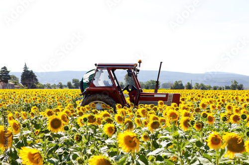 Photo: Field with sunflowers Field with sunflowers