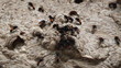 Wasp nest