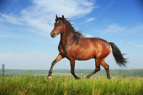Photo: Beautiful brown horse running trot Beautiful brown horse running trot