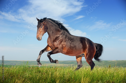 Photo: Beautiful brown horse running gallop Beautiful brown horse running gallop