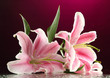 beautiful lily, on pink background