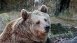 brown bear near waterfall