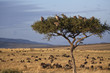 landscape of the savannah in Kenya