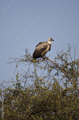 Photo: vultures shaft vultures shaft
