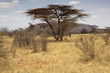 landscape of the savannah in Kenya