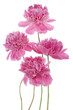 peony