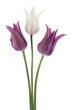 tulip