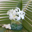 décoration frangipanier