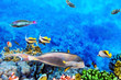 Coral and fish in the Red Sea.Egypt