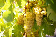 Bunch of ripe yellow grapes