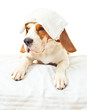 Very much sick dog