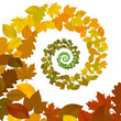Feuilles dans la spirale des saisons