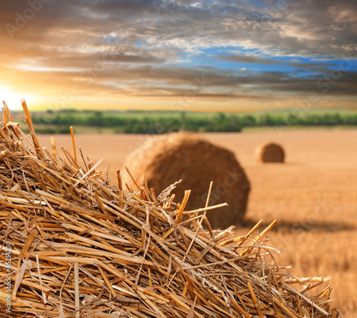 Photo: Straw haystacks on the grain field Straw haystacks on the grain field