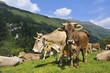 Schweizer Braunvieh