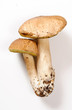 Funghi porcini - Porcini mushrooms