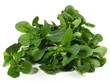 Foto: Feldsalat Feldsalat