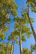 Changing Leaves