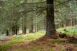 Scots Pine forest