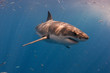 Great white shark off Guedelupe Island, Mexico