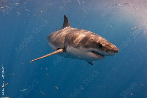 Photo: Great white shark off Guedelupe Island, Mexico Great white shark off Guedelupe Island, Mexico