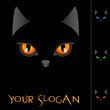 black cat