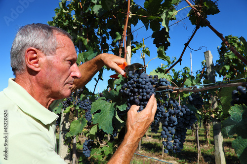 Photo: Senior winemaker cuts grape Senior winemaker cuts grape