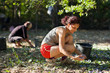 Family at plum harvest