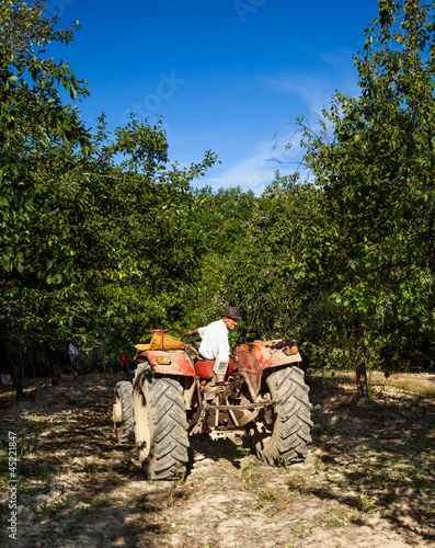Photo: Old man driving in reverse his tractor through an orchard Old man driving in reverse his tractor through an orchard
