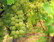 Weißwein Trauben - White Wine Grapes