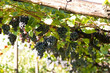 weinreben