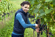 Woman picking grapes