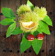 chestnuts leaves and old planks