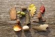 leafes, acorns, barks, cones, stone on wood background