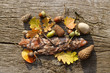 leafes, acorns, barks, cones on wood background