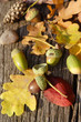 leafes, acorns, barks, cones on wood background