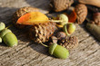 leafes, acorns, barks, cones on wood background