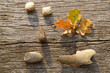 leafes, acorns, barks, cones on wood background