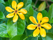 golden gardenia flowers