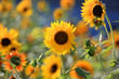 Close up shot of beautiful sun flowers
