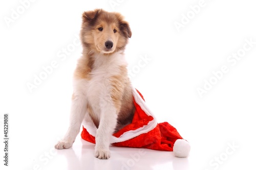 Photo: Collie Welpe schaut aus der Nicolausmütze raus Collie Welpe schaut aus der Nicolausmütze raus