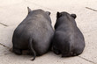 Liegende Schweine von hinten