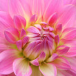 Rosa Chrysantheme Makro