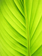 grünes Bananen Blatt Linien, Bananenblatt 34, kleine Schärfentie