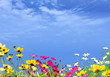 canvas print picture - Blumenwiese