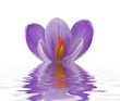 canvas print picture - flower