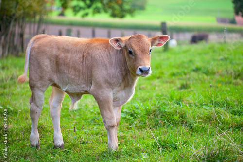 Photo: pretty calf standing alone pretty calf standing alone