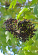 Holunderbeeren